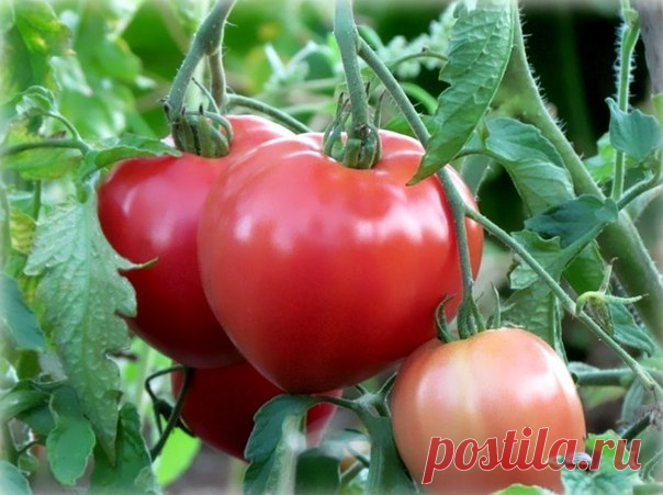 «СУХОЙ ЗАКОН» ДЛЯ ПОМИДОРОВ 
Метод выращивания помидоров без полива