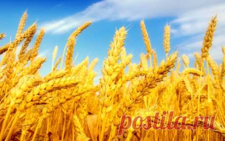 Пшеница (37 картинок) ⭐ Забавник