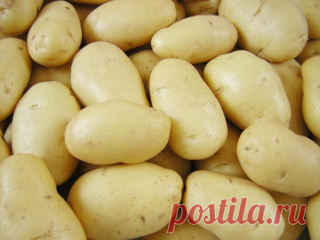 Сорта картофеля для ценителей вкуса и любителей урожая