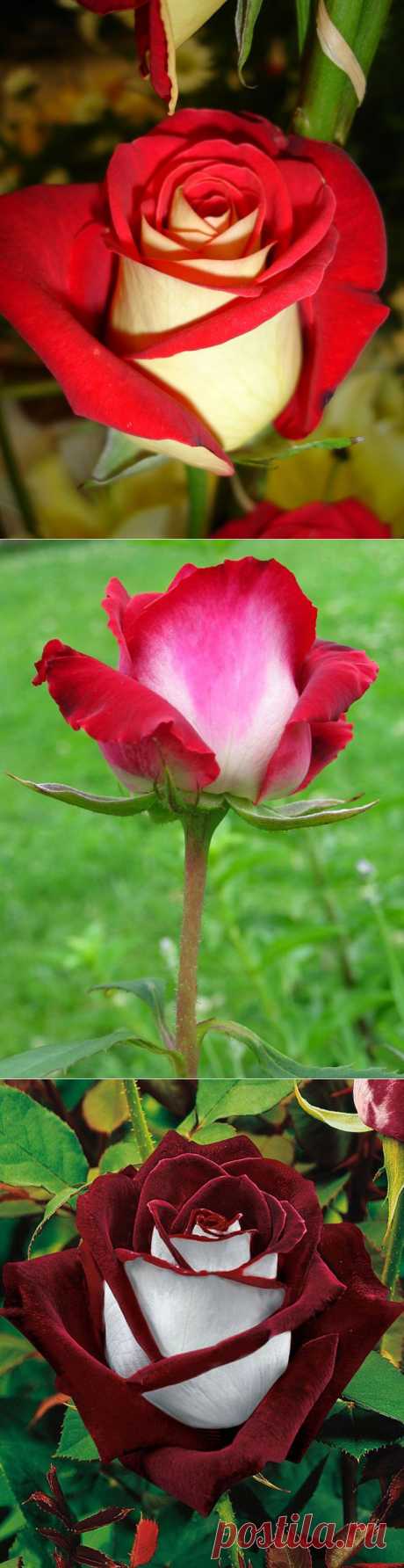 Двухцветная роза, сорта Osiria!