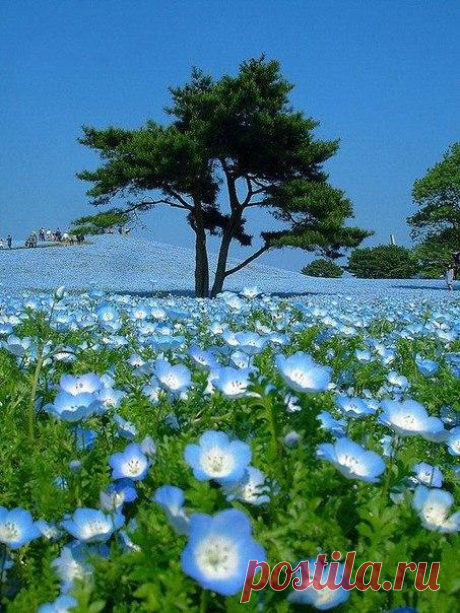Когда небо упало на землю. Парк Хитачи-Сисайд (Hitachi Seaside Park), Япония