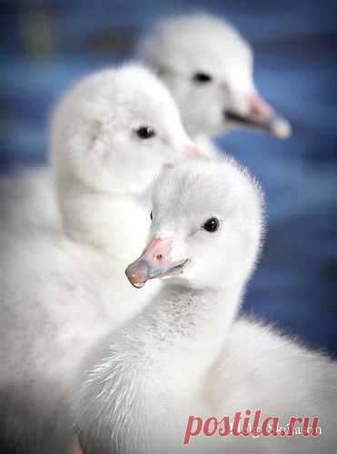 3 amigos - swan babies (cygnets) | Wildlife