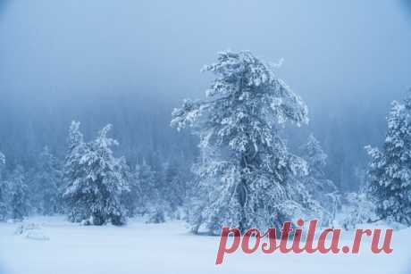 «Ледяной великан» Сумерки в заснеженном лесу Лапландии. Автор фото – Юрий Столыпин: nat-geo.ru/community/user/197496