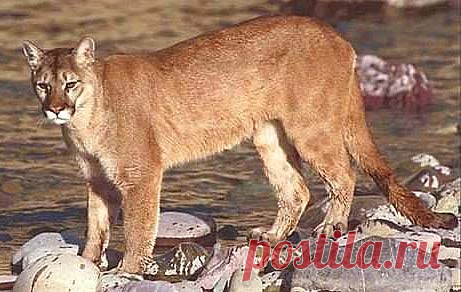 Couger - Large American Stalking Cat | Animal Pictures and Facts | FactZoo.com