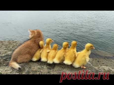 The amazing kitten raises six ducklings. The mother duck is too lazy. They go on a trip.🤣Cute funny