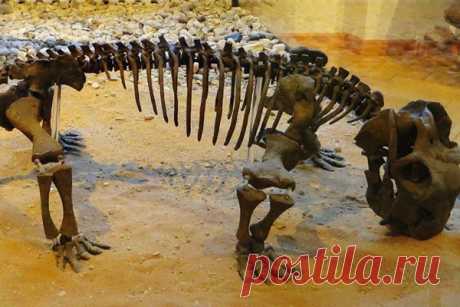 Животные научились впадать в спячку 250 миллионов лет назад Останки древних листрозавров помогли ученым установить, когда животные начали впадать в спячку. Это произошло гораздо раньше, чем принято было считать, сообщает Communications Biology.Листрозавры – травоядные существа, которые смогли пережить Великое Пермское вымирание. Правда, после этой...