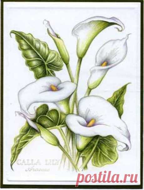 Love this old PSX botanical. Working on learning watercolor techniques, but guess I am not ready to retire my colored pencils yet. Flourishes sympathy sentiment on inside (sorry didn't show) TFL