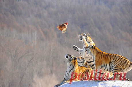Кормежка амурских тигров в питомнике. Муданьцзян, провинция Хэйлунцзян, Китай.