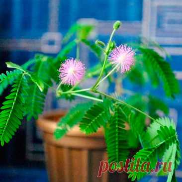 Комнатное растение Мимоза (Mimosa). Растущая в горшке мимоза - довольно небольшое растение. Ее сложноперистые листья способны чутко реагировать на любые прикосновения. При этом они складываются и опускаются, расправляясь вновь только через час-полтора.