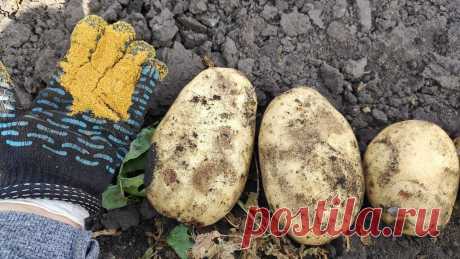 Чем удобрить огород сейчас, чтобы картошка в следующем году была с ладошку? Еще успеете внести эти 2 средства. Равные пропорции Горчичного жмыха и Табачной пыли.