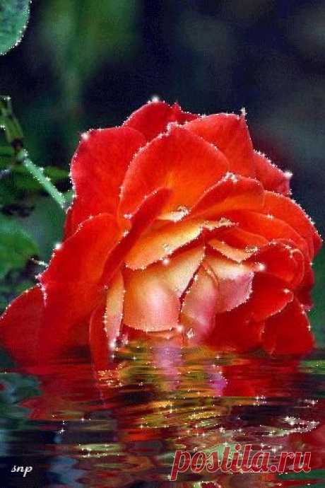 Rose Animation | Flowers gif, Beautiful roses, Rosé gif May 5, 2014 - Greetings, Animated Pictures, Decent Image Scraps, Best Image Scraps, Animated Graphics, Animated Comments