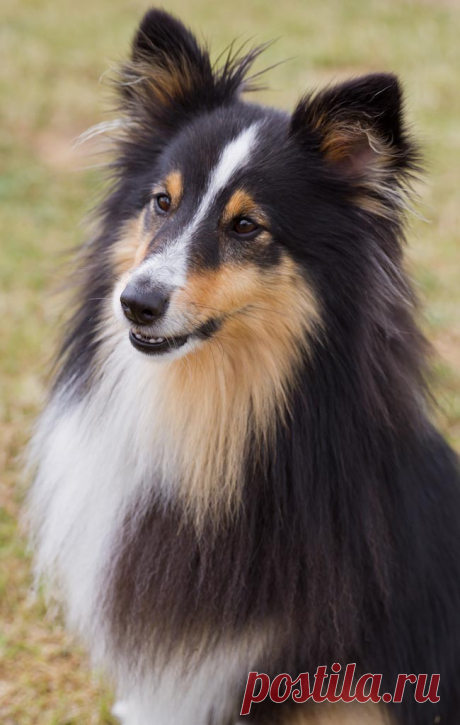 Pet Photographers - Dog Photography - Photographer Shropshire - Event Photographers - Pet Photographer UK - Jason Hornby The Pet and Animal Photographer - Shrewsbury - Blog - jason hornby - The Pet and Animal Photographer in Shropshire - Pet Portraits in Shropshire - Dog Photos in Shropshire  

 This is Freddie, the Shetland sheepdog, which I photographed at a recent event. The tri-colour ...