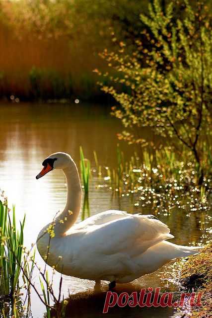 Swan Lake - Terry Winter | Swans