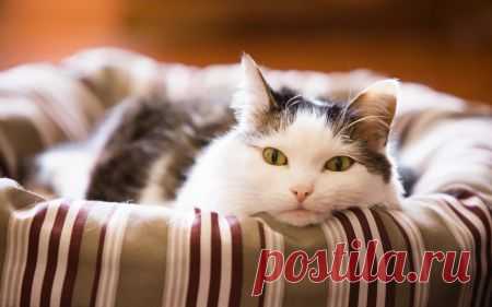 * Cat * - Cats & Animals Background Wallpapers on Desktop Nexus (Image 1708723)