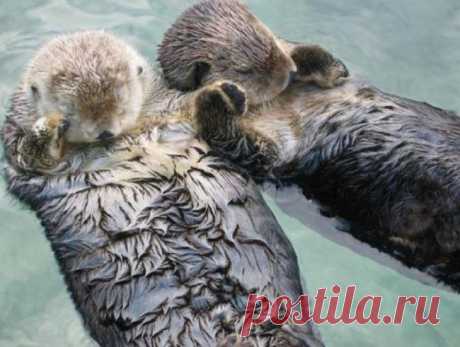 Факты о животных, которые поднимут вам настроение / Питомцы Морские выдры во сне держатся за руки, чтобы их не унесло течением