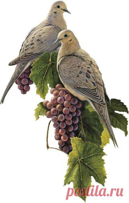 DovesnGrapes~LD~05-739939 (446x700, 54Kb)