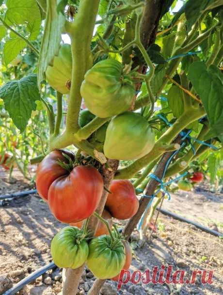 Этот низкорослый томат должен расти у каждого огородника в сезоне 2022. | Огородник из Рязани | Яндекс Дзен