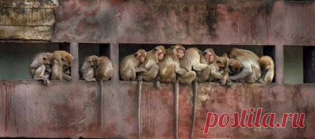 Тысячи голодных обезьян атаковали тайский горд Лопбури в поисках еды: фото и видео