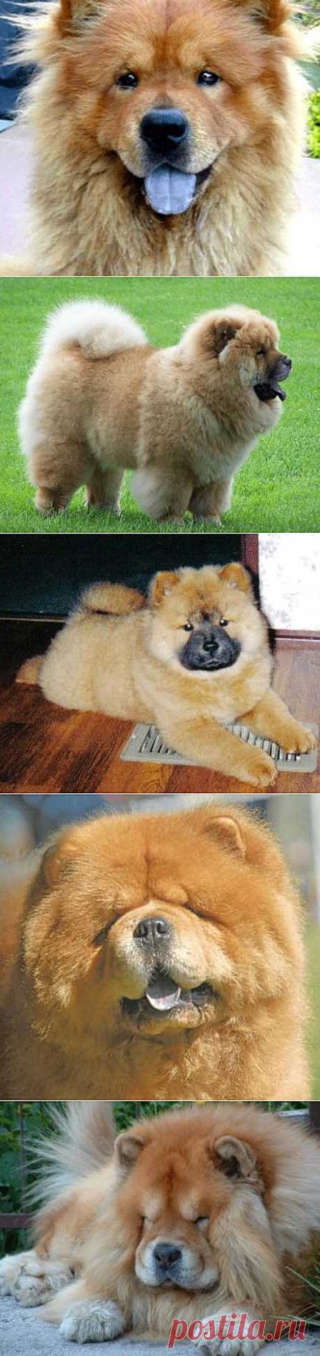 Чау-чау - описание породы собаки, фото, стандарт, щенки и питомники, дрессировка | Animal.ru