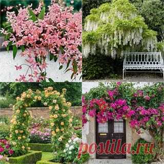 20+ Favorite Flowering Vines and Climbing Plants 20+ best colorful flowering vines & climbing plants with beautiful landscape ideas for outdoor spaces, shade gardens, walls, fences, etc.