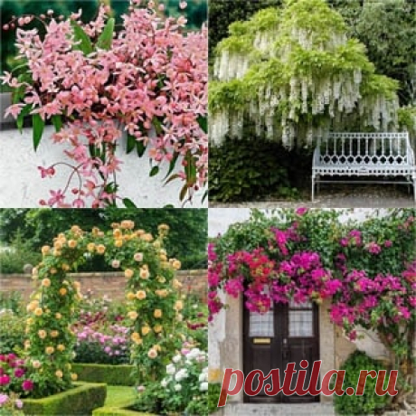 20+ Favorite Flowering Vines and Climbing Plants 20+ best colorful flowering vines & climbing plants with beautiful landscape ideas for outdoor spaces, shade gardens, walls, fences, etc.