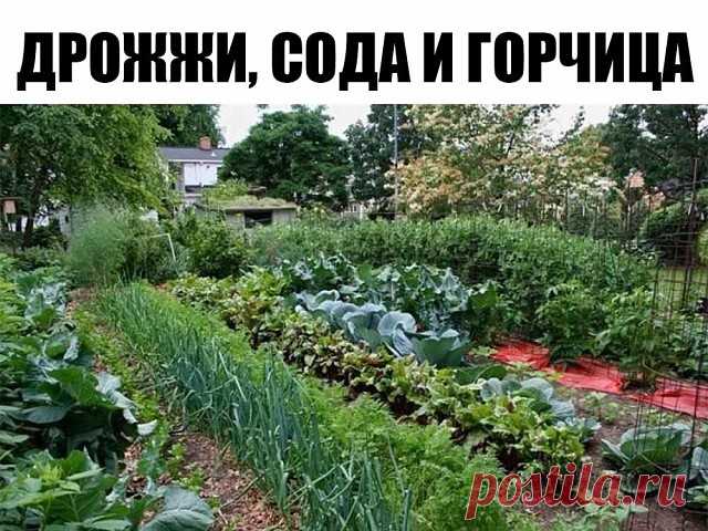 Огороду пригодится: дрожжи, сода и горчица

Настоящие садоводы, огородники, дачники всегда найдут выход из любой ситуации. Казалось бы, ну что может делать дачник в продуктовом отделе магазина? Конечно, пришел за продуктами, подумаете вы. И будете правы... ну или почти правы. Потому что опытные огородники ходят в продуктовый магазин не только для себя, но и... для сада. Знающие огородники давно и с большим успехом используют в аграрных целях кефир, молочные продукты, сывор...