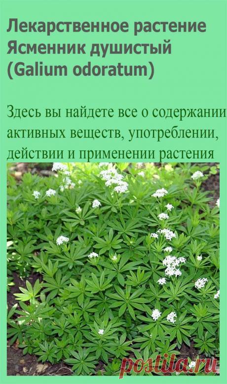 Лекарственное растение Ясменник душистый (Galium odoratum). Многолетнее растение, высотой 10-20, иногда до 30 см. Стебель г гладкий, 4-гранный. Листья темно-зеленые, ланцетные, заостренные, с жестким краем и килем, собраны в мутовки по 6-8. Белые цветки с 4-членным воронковидным венчиком, концы лепестков которого распростерты, собраны в ложные зонтики с длинными цветоножками.