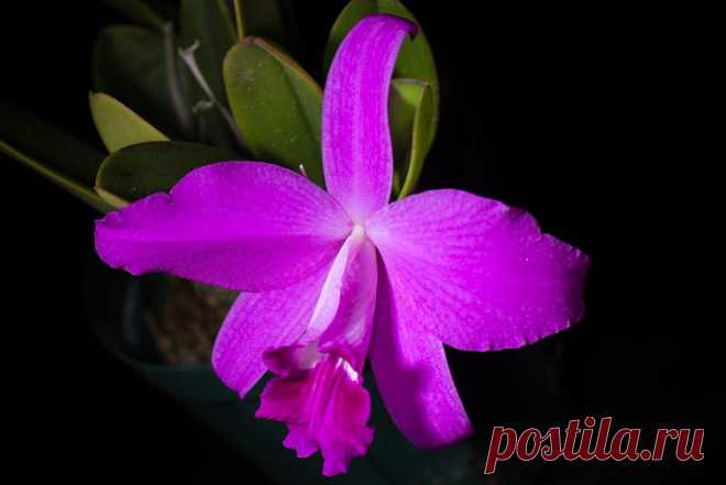 [Bahia, Brazil] Cattleya sincorana 'Red Bulb' (Schltr.) Van den Berg, Neodiversity 3: 11 (2008)