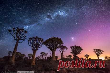 Последние лучи заката в алоевом лесу в Намибии. Автор фото – Дмитрий Шатров: nat-geo.ru/photo/user/121788/ Спокойной ночи.