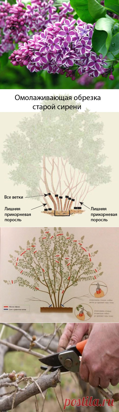 Как обрезать сирень весной