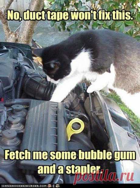 These Animals Think They Know What's Wrong With Your Car (Memes) - I Can Has Cheezburger?