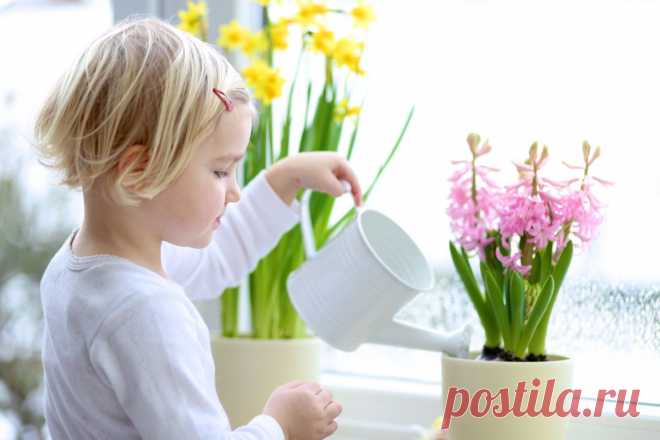 Выбираем правильные растения для детской Выбирать растения для детской комнаты необходимо максимально осторожно. Прежде чем осуществлять покупку того или иного растения, необходимо удостовериться в правильности своего выбора.