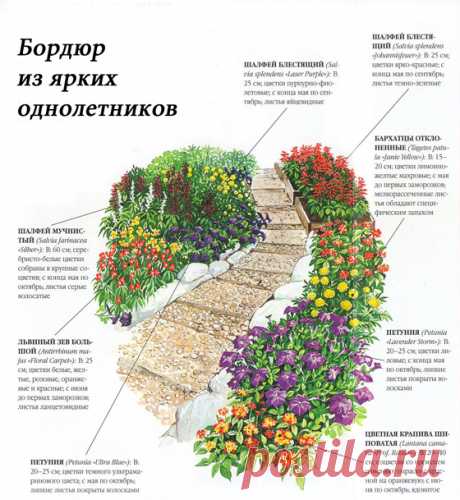 Оформление садовых дорожек цветами: 3 схемы с фото и названиями