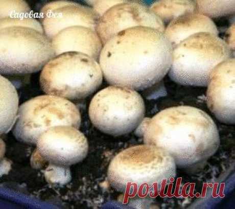 Как вырастить грибы в домашних условиях | Хозяин и Хозяюшка