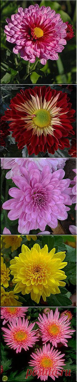 Хризантемы (Chrysanthemum). Описание, виды и уход за хризантемой | Флористика на "Добро ЕСТЬ!"
