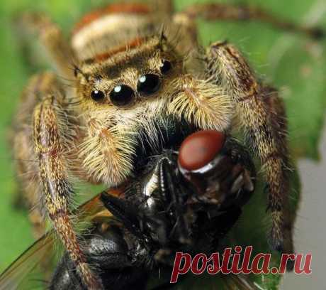 Самый красивый паук в мире (18 фотографий) | ТАЙНЫ ПЛАНЕТЫ ЗЕМЛЯ