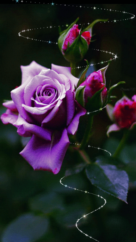 Magical Purple Rose,gif | G.I.F = animated