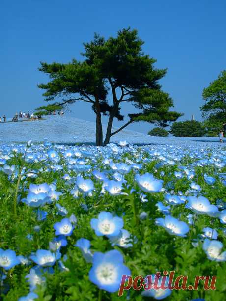 Времена года в японском национальном парке Хитачи