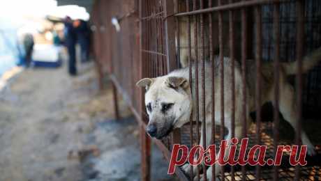 В Южной Корее запретили разводить собак для употребления в пищу. Парламент Южной Кореи постановил, что в стране вскоре будет нельзя разводить собак для употребления их в пищу. Об этом сообщает агентство Yonhap. &quot;Законопроект, запрещающий разведение, разделку, распространение и продажу собак на ...