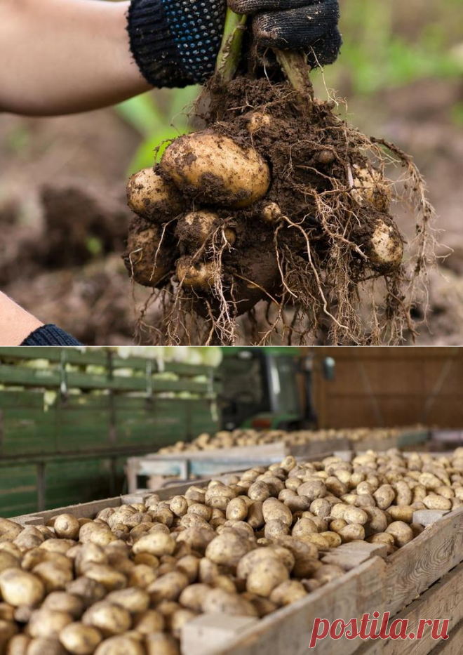 Как сохранить урожай картофеля до весны без потерь.