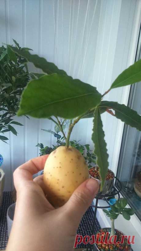Укоренение растений в картофелине | Дачный участок