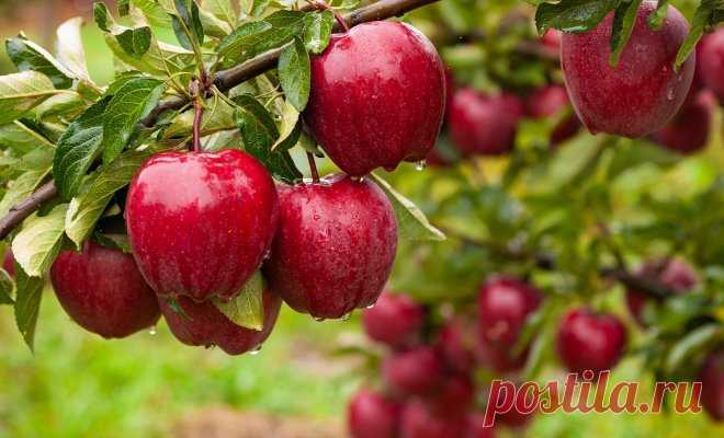 5 дел, которые позволят увеличить урожай яблок вдвое | В саду (Огород.ru)