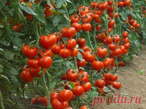 Как получить 2 ведра томатов с одного куста | Дачные секреты от Виктории Радзевской | Яндекс Дзен
