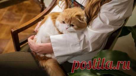 «На ручки?»: как и сколько можно трогать кошку | Питомцы Mail.ru | Дзен
