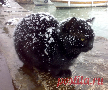 10 фото-историй забавных котиков, у которых не сложились отношения со снегом | Любопытный енот | Яндекс Дзен