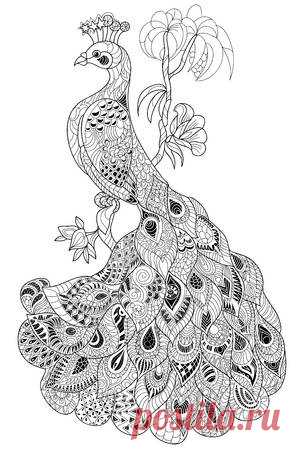 Zen-tangle stylized peacock. Hand drawn doodle vector illustration. Sketch for tattoo or coloring. Bird collection. 123RF - Миллионы стоковых фото, векторов, видео и музыки для Ваших проектов.