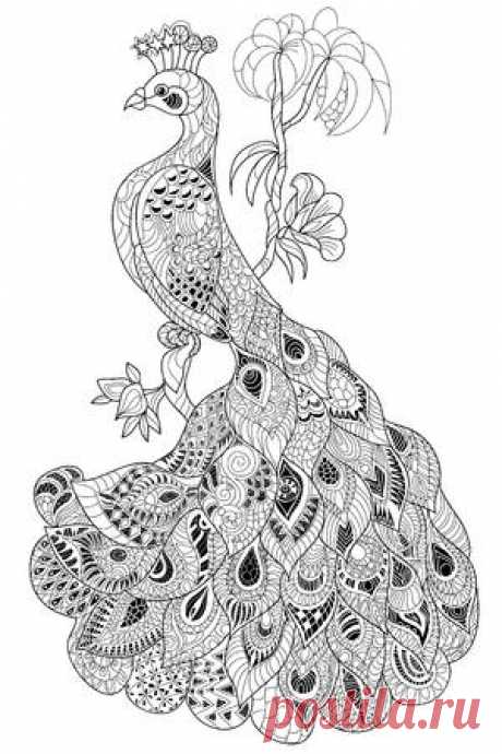 Zen-tangle stylized peacock. Hand drawn doodle vector illustration. Sketch for tattoo or coloring. Bird collection. 123RF - Миллионы стоковых фото, векторов, видео и музыки для Ваших проектов.