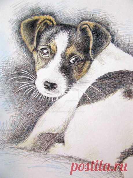 Jack Russell Puppy by ArtsandDogs on DeviantArt