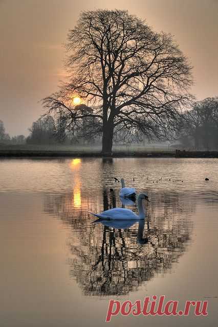 simply-beautiful-world:  ❥‿↗⁀simply-beautiful-world livingpierside:  Real swans in Langley Park by jerry_lake on Flickr. | Anne Lyall приколол(а) это к доске Swan lake and duck pond