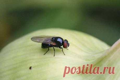 Как избавится от луковой мухи — Домашние